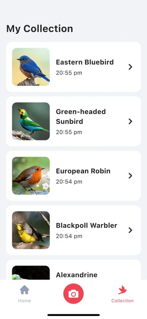 Viewing bird collection